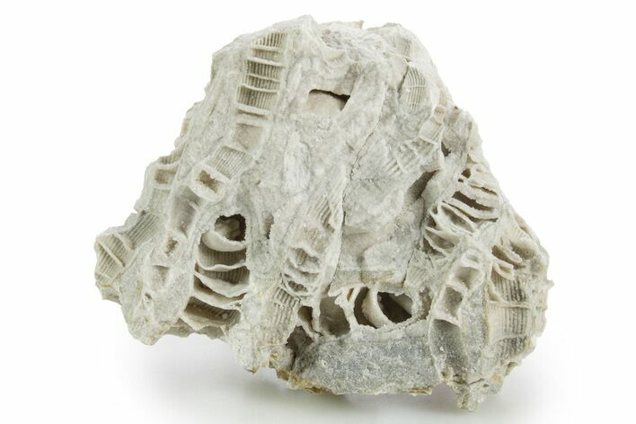 Silurian Dolostone w/ Sparkling Fossil Coral (Fletcheria) - Ohio #346082